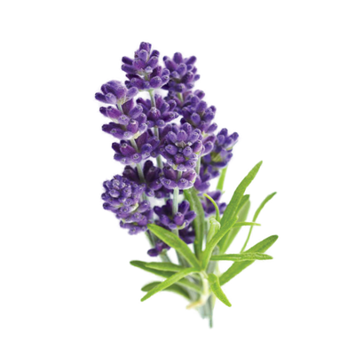 fragancia de lavanda para dormir